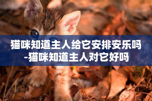 猫咪知道主人给它安排安乐吗-猫咪知道主人对它好吗